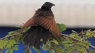 Lesser Coucal.