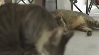 Total Disaster Ding Dong Drones Boising Girls Low Quality Kung Fu Footage Sexy Asia! 2