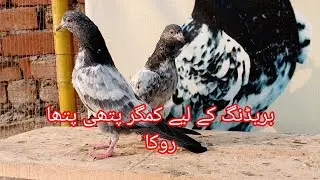 Breeding K Lia Kaise Bachey Ko Select Kry | How to Breed Select Pigeons || Sona Pigeon Club