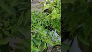 Terrace Garden after Rain#trending #shorts