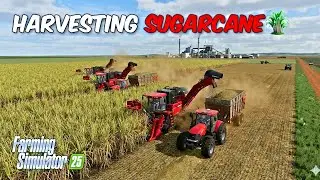 Harvesting Big Sugarcane Farm In Farming Simultor 25 || RomXd02