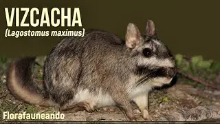 Vizcacha (Lagostomus maximus) - Mam&iacute;feros # 09