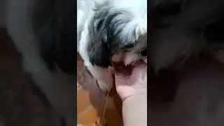 My bacon #dog #cute #animallovers #funny
