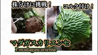 マダガスカリエンセ【マダガスカルのビカクシダ！】コルク付け・株分け！　〜かめぞー☆ちゃんねる　131クラッチ目〜