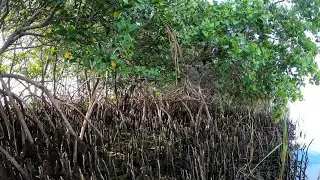 (TROUT and SNAPPER FISHING) limited out