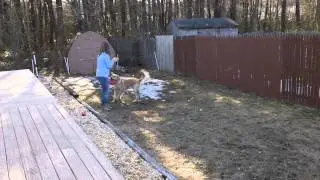 Shorstop Catches The Frisbee