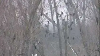 Spettacoli della Natura in Veneto: dormitorio di migliaia di Marangoni minori nel Delta del Po