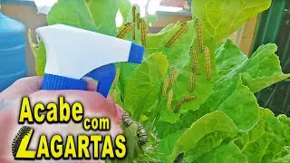 Como ACABAR com Lagartas nas suas plantas!  (Dicas + inseticida)