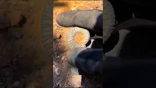 banyak batuan langka fosil hewan purba
