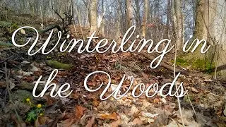 🌿 Winterling in the Woods | Relaxing Nature Sounds & Birdsong