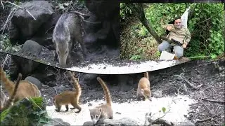 CASER&Iacute;A DE JABALI Y CHACHALACA CON EL 5.5 GAMO MAGNUM, CERRAMOS BIEN EL DIA.