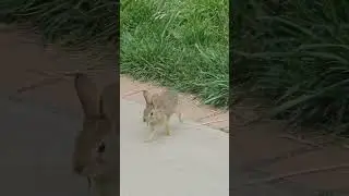 Cute Wild Baby Bunny Eating Grass in My Yard