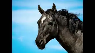 Pryor Mountain Wild Mustangs