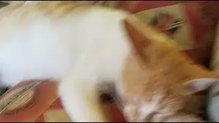 kucing yang mampir di warung