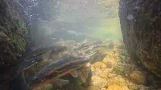 Big-scaled redfin spawning ground,  황어 산란장