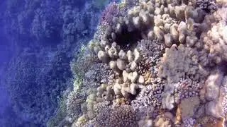 1Red Sea. Sharm El Sheikh. Fanar Beach. November 2019. Красное море. Шарм Эль Шейх.