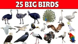 25 Beautiful Big Birds for Kids 🦅 | Learn Bird Names in English