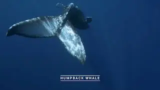 Best Practices to Avoid Ship Whale Strikes