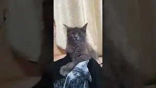 моя кошечка #top #topmusic #рекомендации #love #длядуши #my #cat