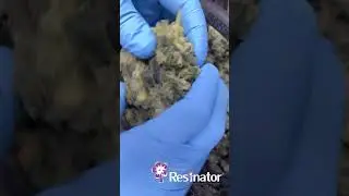 The Original Resinator team loading up some fresh frozen to be Cryo-Trimmed in an OG before getting