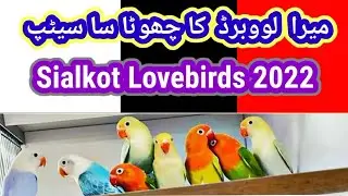 Mera Love Birds Ka Chota Sa Setup | Sialkot Love Birds 2022 | #lovebirds #BeautifulLovebirds