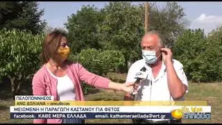 Μειωμένη η παραγωγή κάστανου στα Άνω Δολιανά Πελοποννήσου | 07/10/2020 | ΕΡΤ