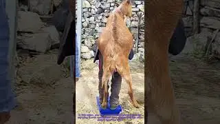 How to Weigh a Goat: Man Uses Body Weight Subtraction Method &ndash; Farm Life Hack