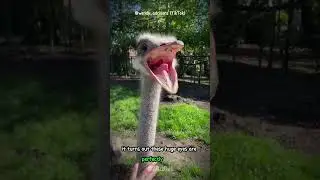 Ostrich Facts You Won&rsquo;t Believe: The World&rsquo;s Biggest Eyes #shorts #buzzbilt