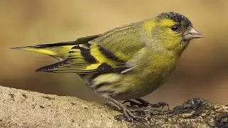 Erlenzeisig und sein Beruhigender Gesang zum Entspannen #vogelgesang