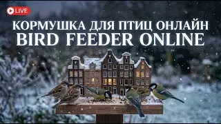 КОРМУШКА ДЛЯ ПТИЦ ОНЛАЙН | BIRD FEEDER ONLINE https://www.twitch.tv/birdfeederonline