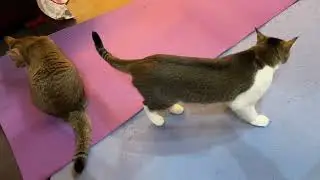 Jan18 2026 @frankip023 #cat #貓咪日常 With my cats