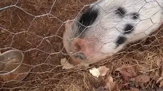 Watch This Pig Devour Corn Tortillas Like a Pro and Cats Fighting!