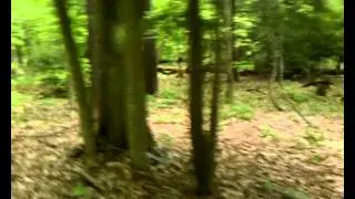 PA-Bird
