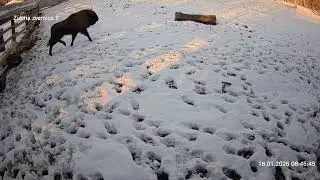 Zubria zvernica (cam213) 18.01.2026 o 08:49