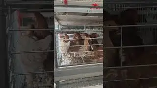 A fully automated 30,000-bird layer farm in Tanzania&mdash;&mdash;From blueprint to reality