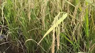 Razor-Sharp Harvesting Tools &ndash; How Farmers Cut Rice with Precision! - Agriculture Farming