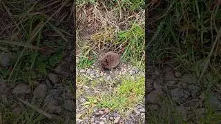 🐹FIELD VOLE🐹(microtus agrestis)