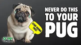 10 Things You Must NEVER DO To Your PUG