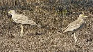 burhinus oedicnemus - birds of Greece
