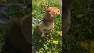 New rescue Chiweenie Seame is simply the sweetest and a whole lot of laughs
