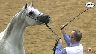 N248 SHAHRAZAD AL SHAQAB - Doha Int. Arabian Horse Show 2022 - Mares 4 to 6 Years Old (Class 7B)