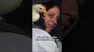 This hen escaped a factory farm because she jumped on an investigator&rsquo;s backpack. #RightToRescue