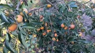 Деревья хурмы в этом году обильно цветут