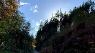 Cardinham Woods | Bodmin | Captivating Autumnal Woods (VII)