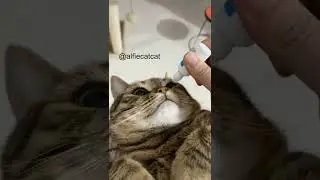 Tabby cat waits what happen 🤩 😺😸#catandeyedrops #funnyvideos