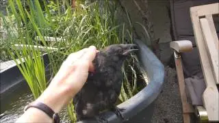WILD BIRD RESCUE