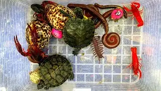 Wow Amazing! Explore Nature & Hunt Unique Animals, Catching A Cute Baby Turtle, Rainbow Snails, Frog