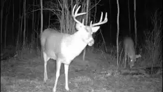 Nature Camera-Elk, Deer, Porcupine, Skunk, Rabbit