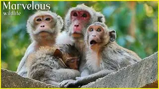 Marvelous family Jane monkey, Look so comfortable | Nice clip