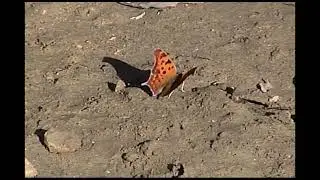 2025 Digital 8 Test